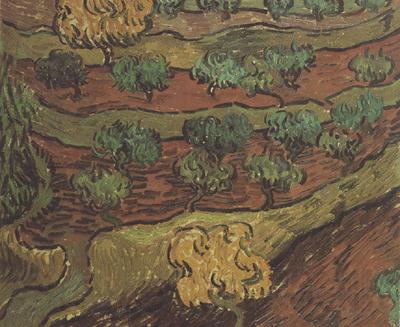 Vincent Van Gogh Olive Trees against a Slope of a Hill (nn04) Spain oil painting art